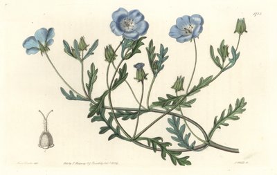 Namophile maculee, originaria de California - Placa grabada por S. Watts de una ilustración de Sarah Anne Drake, del Registro Botánico de Sydenham Teast Edwards
