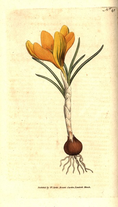 Azafrán de Nápoles o azafrán de primavera, crocus vernus. Grabado en cobre coloreado a mano después de una ilustración botánica de Sydenham Edwards del Botanical Magazine de William Curtis, Lambeth Marsh, Londres de Sydenham Teast Edwards