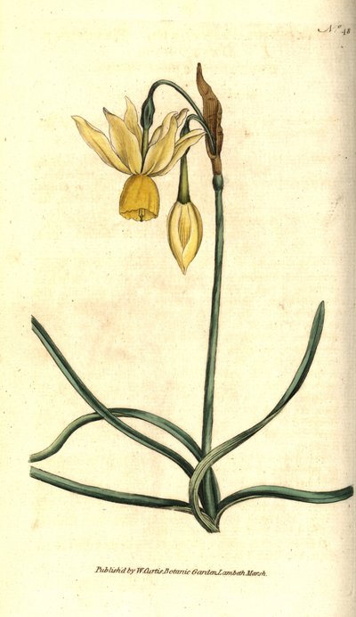 Narciso - Narcissus triandrus de Sydenham Teast Edwards
