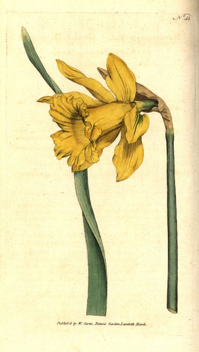 Narciso español, del Botanical Magazine de William Curtis de Sydenham Teast Edwards