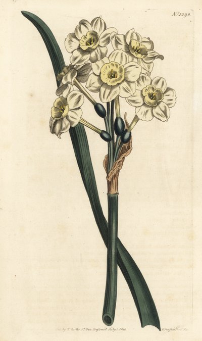 Narciso en ramo - Narciso de flores en racimo, Narcissus tazetta de Sydenham Teast Edwards
