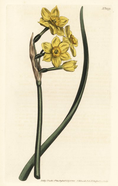 Narciso de ramillete, Narcissus tazetta subsp. aureus de Sydenham Teast Edwards
