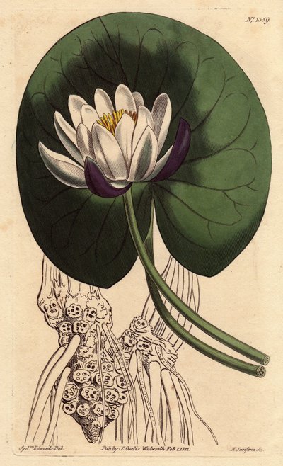 Nenúfar con gran flor blanca frente a su hoja redonda. Nymphaea nitida. Grabado en cobre a mano coloreado de una ilustración botánica de Sydenham Edwards del Botanical Magazine de William Curtis de Sydenham Teast Edwards