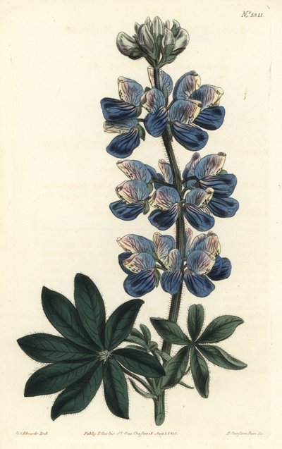 Lupino de Nootka - Lupino de Nootka-Sound, Lupinus nootkatensis. Grabado en cobre coloreado a mano por F. Sansom Jr. después de una ilustración de Sydenham Edwards del Botanical Magazine de William Curtis, T. Curtis, Londres de Sydenham Teast Edwards