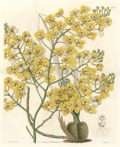 Orquídea (Oncidium ampliatum), con flores amarillas, nativa de Nueva Zelanda - Agua fuerte de S. Watts de una ilustración de Sarah Anne Drake (1803-1857), del Registro Botánico de Sydenham Teast Edwards