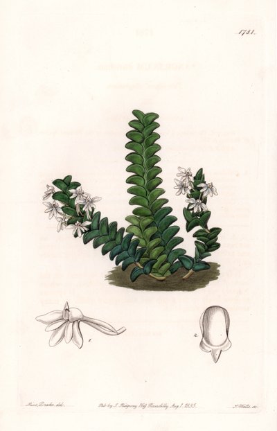 Orquídea: variedad de Angraecum, nativa de África Ecuatorial - Placa grabada por S. Watts, de una ilustración de Sarah Anne Drake (1803-1857), del Registro Botánico de Sydenham Edwards (1768-1819), Inglaterra de Sydenham Teast Edwards