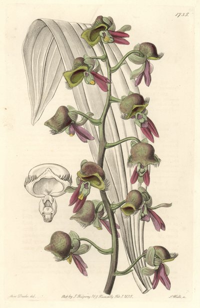 Orquídea Catasetum, flores bicolores, nativa de Guayana - Agua fuerte por S. Watts de una ilustración de Sarah Anne Drake (1803-1857), del Registro Botánico de Sydenham Teast Edwards