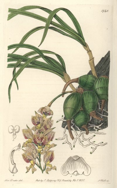Orquídea Grobya, con flores amarillas y púrpuras, nativa de Brasil - Agua fuerte por S. Watts de una ilustración de Sarah Anne Drake (1803-1857), del Registro Botánico de Sydenham Teast Edwards