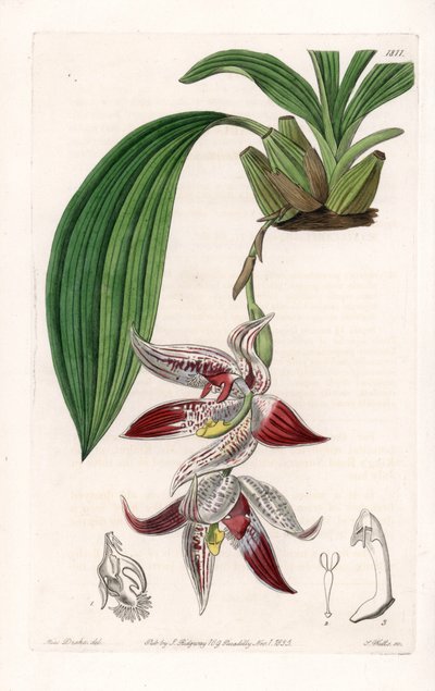 Orquídea: Paphinia cristata, nativa de Amazonia - Placa grabada por S. Watts, de una ilustración de Sarah Anne Drake (1803-1857), del Registro Botánico de Sydenham Edwards (1768-1819), Inglaterra de Sydenham Teast Edwards
