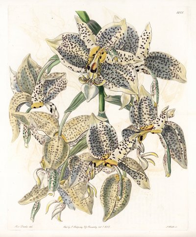 Orquídea: variedad de Stanhopea, neotropical - Placa grabada por S.Watts, de una ilustración de Sarah Anne Drake, del Registro Botánico de Sydenham Edwards de Sydenham Teast Edwards