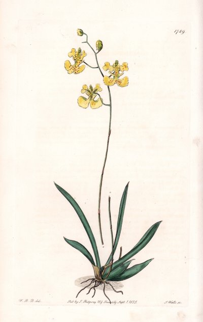 Orquídea: variedad Tolumnia guianensis, endémica de Haití y Santo Domingo - Placa grabada por S. Watts, de una ilustración de Sarah Anne Drake (1803-1857), del Botanical Register de Sydenham Edwards (1768-1819), Inglaterra de Sydenham Teast Edwards