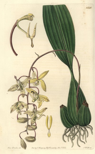 Variedad de Orquídea Cirrhaea - del Registro Botánico de Sydenham Teast Edwards