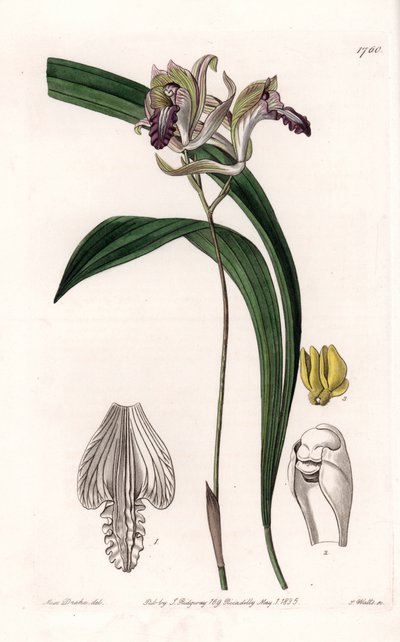 Orquídea: Variedad de Bletia de América - Placa grabada por S. Watts, de una ilustración de Sarah Anne Drake (1803-1857), del Registro Botánico de Sydenham Edwards (1768-1819), Inglaterra de Sydenham Teast Edwards