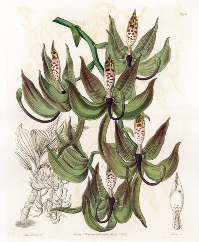 Orquídea: Variedad de Cycnoche, del Registro Botánico de Sydenham Edwards de Sydenham Teast Edwards