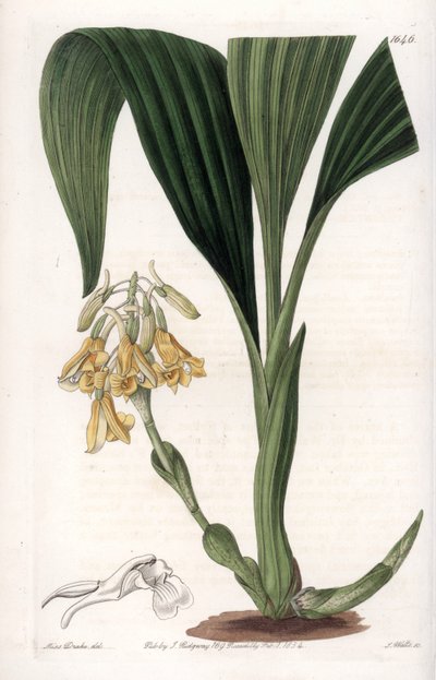 Orquídea calanthe de flores amarillas de Sydenham Teast Edwards