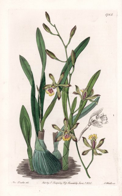 Orquídea: epidendro delgado - Placa grabada por S.Watts, de una ilustración de Sarah Anne Drake, del Registro Botánico de Sydenham Edwards de Sydenham Teast Edwards