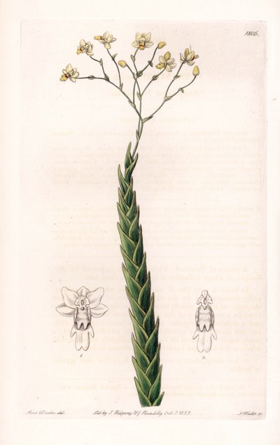 Orquídea: variedad exótica de Lockhartia - Placa grabada por S. Watts, de una ilustración de Sarah Anne Drake (1803-1857), del Botanical Register de Sydenham Edwards (1768-1819), Inglaterra de Sydenham Teast Edwards