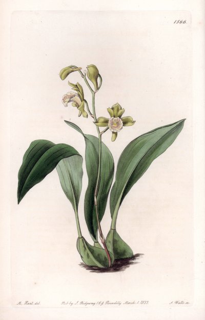 Orquídea maxilar en racimos - Placa grabada por S. Watts, de una ilustración de Sarah Anne Drake (1803-1857), del Registro Botánico de Sydenham Edwards (1768-1819), Inglaterra de Sydenham Teast Edwards