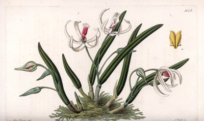 Orquídea: variedad en miniatura de leptotes de Sydenham Teast Edwards