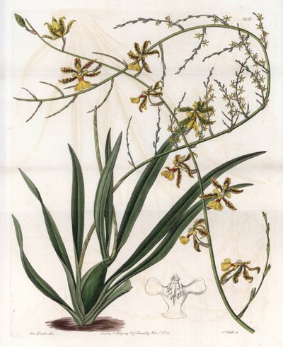 Orquídea: oncidium variedad, epífita de las Indias Occidentales - Placa grabada por S.Watts, de una ilustración de Sarah Anne Drake (1803-1857), del Botanical Register de Sydenham Edwards (1768-1819), Inglaterra de Sydenham Teast Edwards
