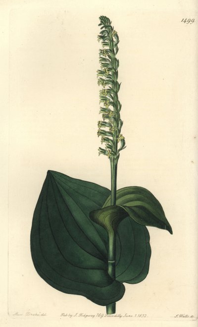 Variedad de orquídea - del Registro Botánico de Sydenham Teast Edwards