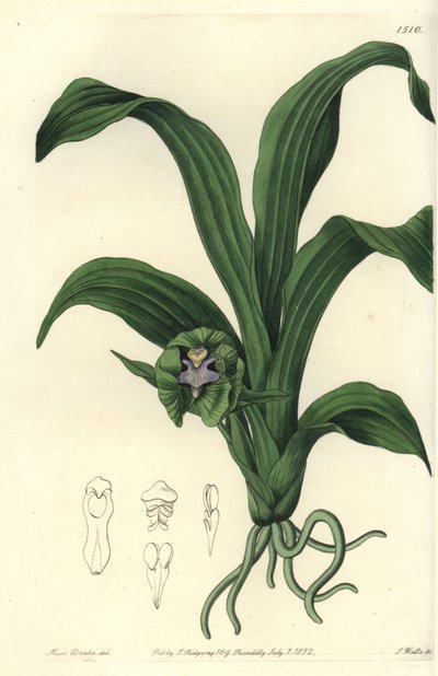 Orquídea Pabstia viridis de Sydenham Teast Edwards
