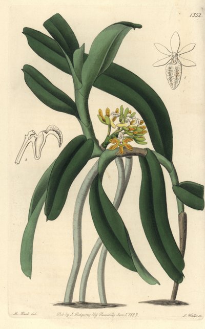 Orquídea variedad Saccolabium, del Registro Botánico de Sydenham Edwards de Sydenham Teast Edwards