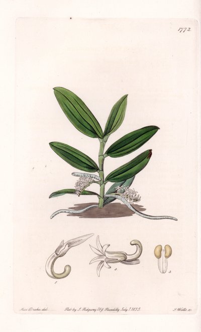 Orquídea: variete de camphylocentrum - Placa grabada por S. Watts, de una ilustración de Sarah Anne Drake (1803-1857), del Registro Botánico de Sydenham Edwards (1768-1819), Inglaterra de Sydenham Teast Edwards