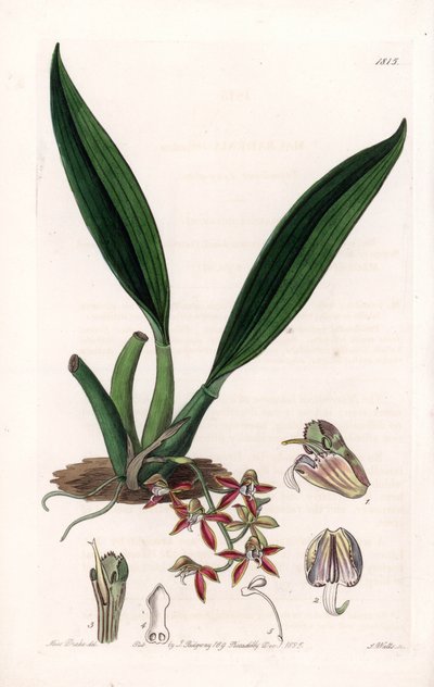 Orquídea: variedad de macradenia, nativa de Guayana - Placa grabada por S. Watts, de una ilustración de Sarah Anne Drake (1803-1857), del Botanical Register de Sydenham Edwards (1768-1819), Inglaterra de Sydenham Teast Edwards