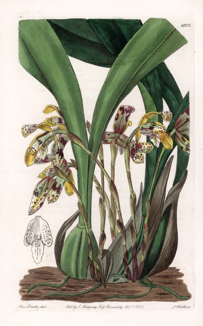 Orquídea: variedad de maxillaria, nativa de Sudamérica - Placa grabada por S.Watts, basada en una ilustración de Sarah Anne Drake, del Registro Botánico de Sydenham Edwards de Sydenham Teast Edwards