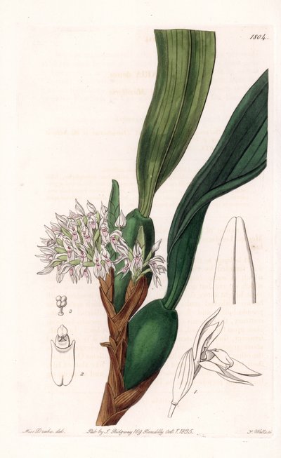 Orquídea: variedad de maxillaria, nativa de Sudamérica - Placa grabada por S. Watts, de una ilustración de Sarah Anne Drake (1803-1857), del Botanical Register de Sydenham Edwards (1768-1819), Inglaterra de Sydenham Teast Edwards