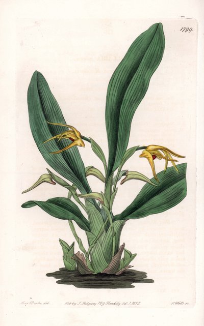Orquídea: variedad de maxillaria, nativa de América tropical - Placa grabada por S.Watts, de una ilustración de Sarah Anne Drake, del Registro Botánico de Sydenham Edwards de Sydenham Teast Edwards