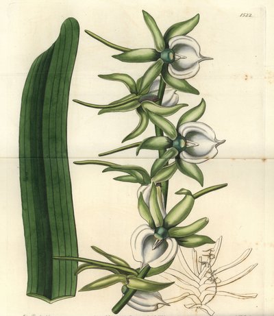 Orquídea Angraecum eburneum, del Botanical Register de Sydenham Edwards de Sydenham Teast Edwards