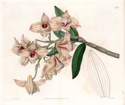 Orquídea: variedad de Dendrobium - Placa grabada por S.Watts, de una ilustración de Sarah Anne Drake, del Registro Botánico de Sydenham Edwards de Sydenham Teast Edwards