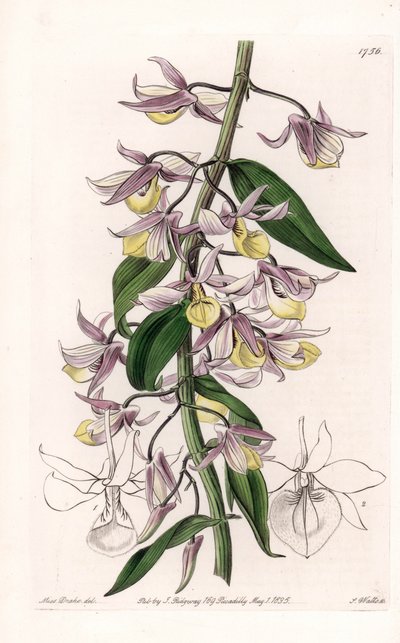 Orquídea: variedad de Dendrobium, nativa de Asia - Placa grabada por S. Watts, de una ilustración de Sarah Anne Drake, del Registro Botánico de Sydenham Edwards de Sydenham Teast Edwards