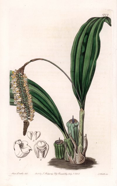 Orquídea: variedad de Pholidota, nativa de Asia - Placa grabada por S.Watts, de una ilustración de Sarah Anne Drake, del Registro Botánico de Sydenham Edwards de Sydenham Teast Edwards