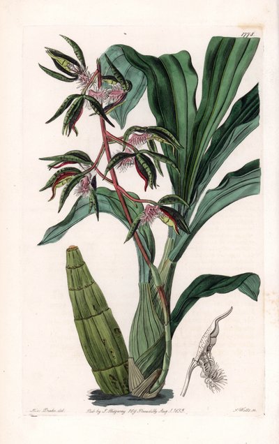 Orquídea: variedad de catasetum, llamada barbuda - Placa grabada por S. Watts, de una ilustración de Sarah Anne Drake (1803-1857), del Registro Botánico de Sydenham Edwards (1768-1819), Inglaterra de Sydenham Teast Edwards
