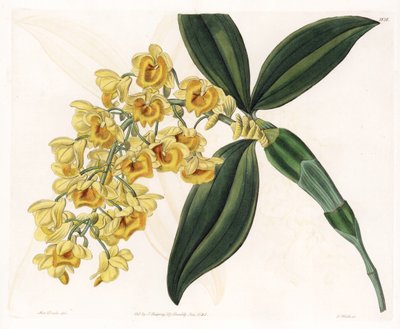 Orquídea: variedad de dendrobium - Placa grabada por S. Watts, de una ilustración de Sarah Anne Drake (1803-1857), del Botanical Register de Sydenham Edwards (1768-1819), Inglaterra de Sydenham Teast Edwards