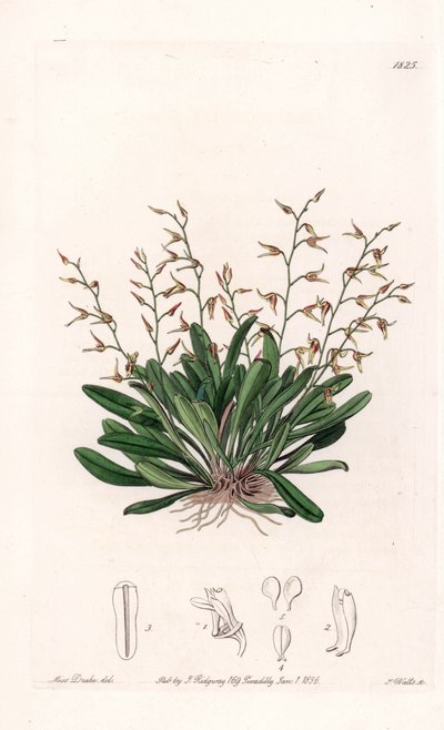 Orquídea: variedad de epidendro - Placa grabada por S. Watts, de una ilustración de Sarah Anne Drake (1803-1857), del Registro Botánico de Sydenham Edwards (1768-1819), Inglaterra de Sydenham Teast Edwards