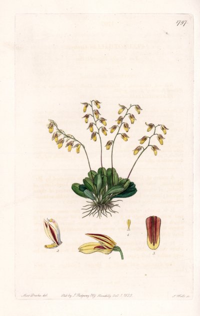 Orquídea: variedad de epidendro - Placa grabada por S. Watts, de una ilustración de Sarah Anne Drake (1803-1857), del Registro Botánico de Sydenham Edwards (1768-1819), Inglaterra de Sydenham Teast Edwards