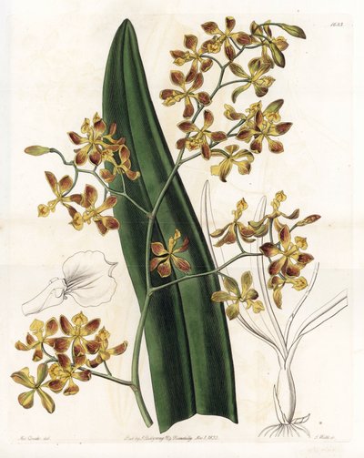 Orquídea: variedad de epidendrum - Placa grabada por S.Watts, de una ilustración de Sarah Anne Drake, de la Revista Botánica de Sydenham Edwards, Inglaterra de Sydenham Teast Edwards