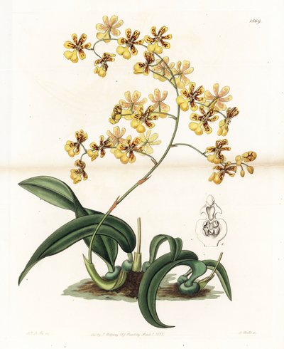 Orquídea: variedad de oncidium epifítico de Brasil - Placa grabada por S. Watts, de una ilustración de Sarah Anne Drake, de la Revista Botánica de Sydenham Edwards, Inglaterra de Sydenham Teast Edwards