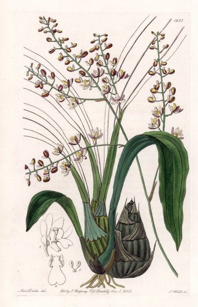 Orquídea: variedad de eulophia - Placa grabada por S. Watts, de una ilustración de Sarah Anne Drake (1803-1857), del Botanical Register de Sydenham Edwards (1768-1819), Inglaterra de Sydenham Teast Edwards