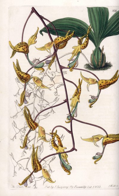 Orquídea: variedad de gongora, nativa de Sudamérica - del Registro Botánico de Sydenham Teast Edwards