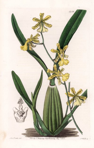 Orquídea, variedad de oncydium, nativa de América del Sur - Placa grabada por S. Watts, de una ilustración de Sarah Anne Drake (1803-1857), del Registro Botánico de Sydenham Edwards (1768-1819), Inglaterra de Sydenham Teast Edwards