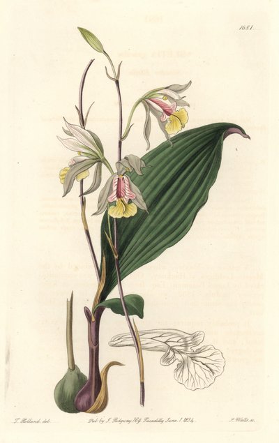 Orquídea, Bletia Americana - del Registro Botánico de Sydenham Teast Edwards