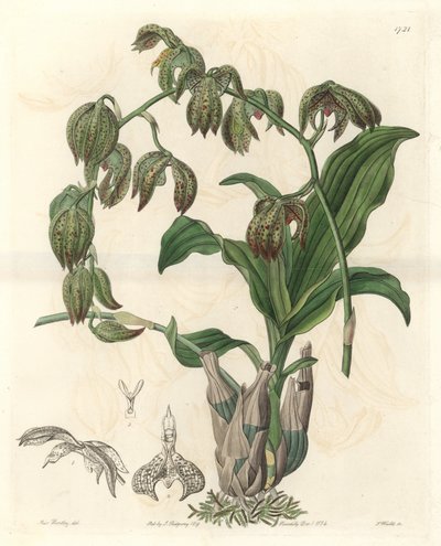 Orquídea Catasetum, nativa de Brasil - Placa grabada por S. Watts de una ilustración de Miss M.A. Huntley, del Registro Botánico de Sydenham Teast Edwards