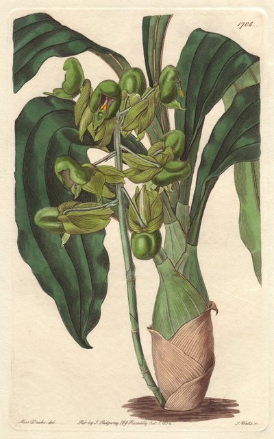 Orquídea Catasetum, nativa de Brasil - Agua fuerte por S. Watts de una ilustración de Sarah Anne Drake, del Registro Botánico de Sydenham Teast Edwards