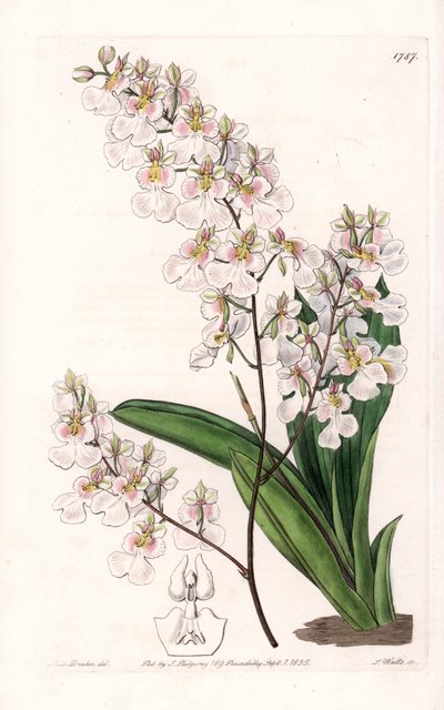 Orquídea Tolumnia pulchella, endémica de Jamaica - Grabado por S. Watts, de una ilustración de Sarah Anne Drake (1803-1857), del Registro Botánico de Sydenham Edwards (1768-1819), Inglaterra de Sydenham Teast Edwards