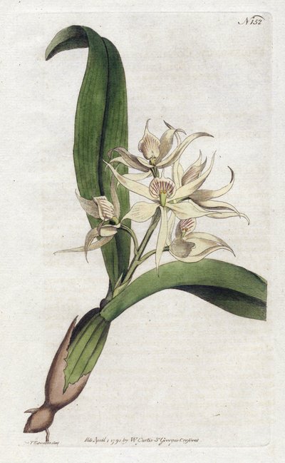 Orquídea epidendrum fragfumee - Litografía de Sydenham Edwards, placa del Botanical Magazine de William Curtis de Sydenham Teast Edwards